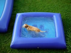 a dog is swimming in an inflatable pool