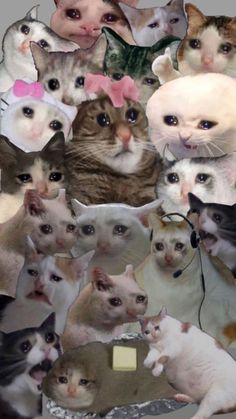 a group of cats that are all looking at the camera