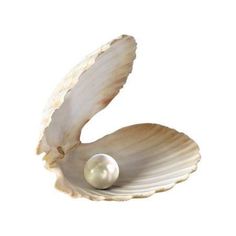 a pearl in an oyster shell on a white background