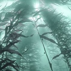 seaweed blowing in the wind on a foggy day with sun shining through the water