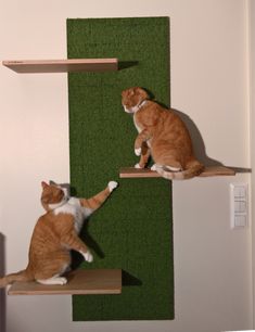 two cats sitting on top of wooden shelves