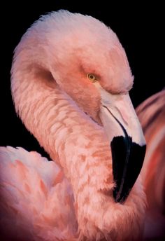 a pink flamingo with its head turned to the side