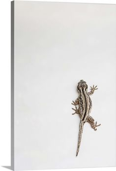 a lizard is sitting on the white surface