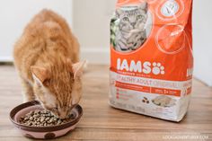 an orange cat eating out of a bowl on the floor next to a bag of dog food