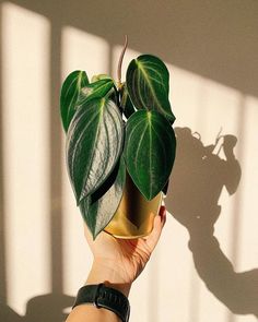 a person holding up a green plant in their hand with shadow on the wall behind it