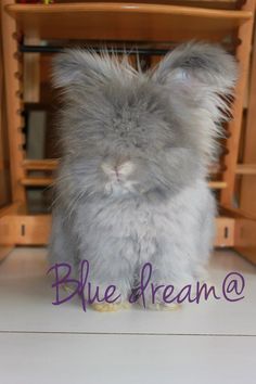 a fluffy gray bunny rabbit sitting in front of a wooden chair with the words blue dream on it