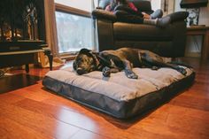 a dog laying on top of a bed in a living room