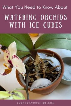 what you need to know about watering orchids with ice cubes in a bowl