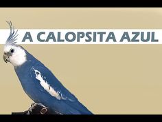 a blue and white bird sitting on top of a wooden post with the words, a calopsita azul