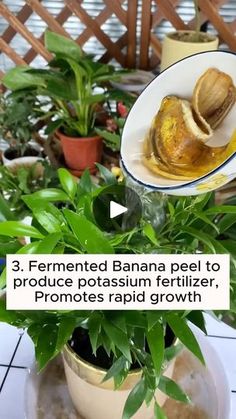 banana peels are being peeled and placed in a potted plant