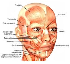 an image of the muscles and their major facials on a human head with labels