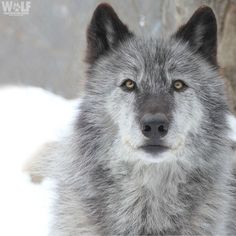 a grey wolf staring at the camera in the snow