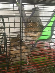 two hamsters in their cage with one eating something