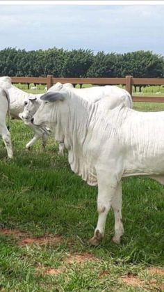 two white cows standing next to each other on a lush green field