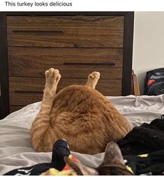 an orange tabby cat laying on top of a bed next to a wooden dresser