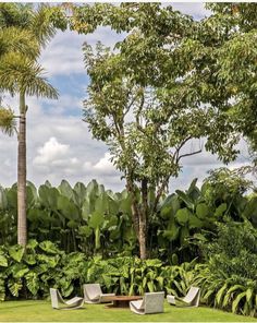 a lush green garden with palm trees and chairs