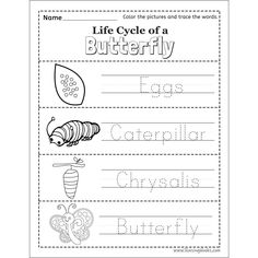 the life cycle of a butterfly worksheet for children to practice their handwriting skills