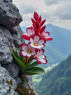 red and white flowers growing out of the side of a rock