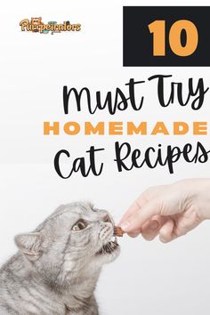 a person feeding a cat with the words 10 must try homemade cat recipes