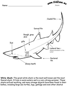 a shark diagram with parts labeled in it