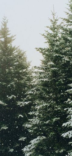 snow falling on the ground and trees in the background