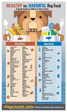 a poster with the words healthy vs hammul dog food