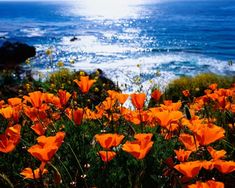 bright orange flowers in front of the ocean