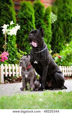 two dogs sitting on the ground in front of some bushes and flowers with their mouths open