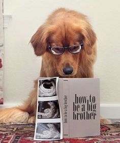 a dog wearing glasses sitting on the floor with a book in front of him that says how to be a big brother