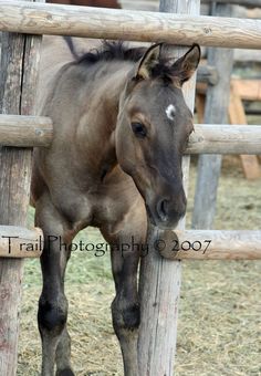 a brown horse standing next to a wooden fence