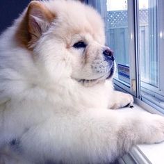 a fluffy white dog sitting on top of a window sill