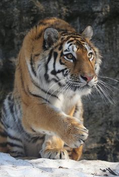 a tiger standing on its hind legs in the snow