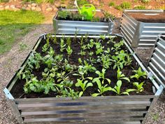 several metal containers filled with plants and dirt