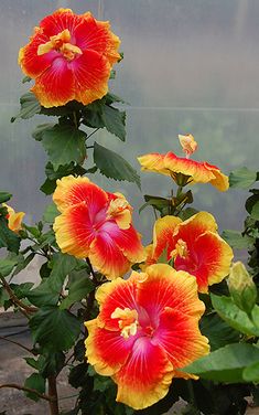 two red and yellow flowers in a pot