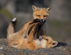 two baby foxes playing with each other on top of a rocky surface in the sun