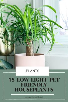 plants with the words, 15 low light pet friendly houseplants