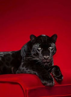 a black leopard laying on top of a red couch