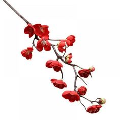 a branch with red flowers on it against a white background