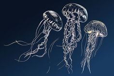 three jellyfish floating in the ocean on a dark blue background with white outlines