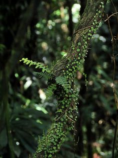 green plants growing on the side of a tree in the forest with lots of leaves