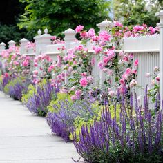 pink and purple flowers line the side of a white fence