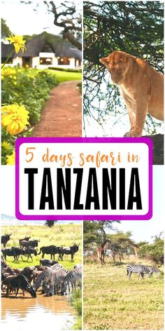 there is a collage of pictures with animals in the background and text that reads 5 days safari in tanzana