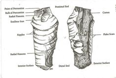 diagram of the structure of an animal's body, including its external structures and functions