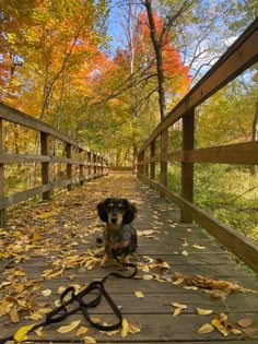 a black and brown dog sitting on top of a wooden walkway surrounded by fall leaves