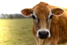 a brown cow standing on top of a lush green field