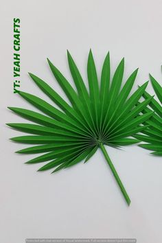 two green palm leaves on a white background