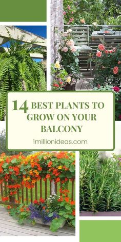 the four best plants to grow on your balcony