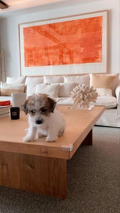 a small dog sitting on top of a coffee table