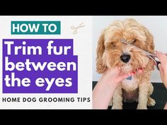 a person cutting their dog's hair with scissors in front of the words how to trim fur between the eyes