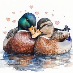 two ducks that are sitting on top of each other in the water with hearts around them